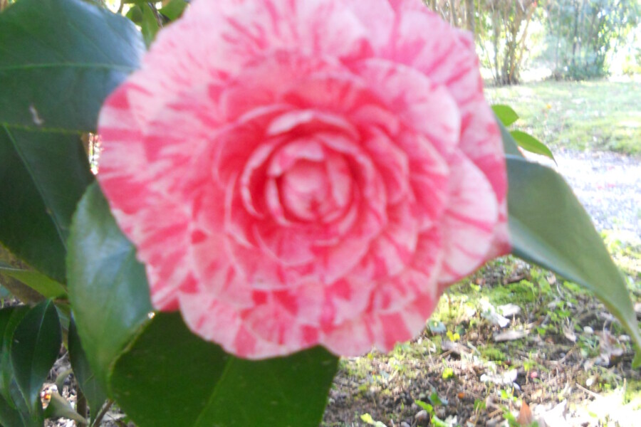 CAMELIE IN FIORE: una smisurata passione!