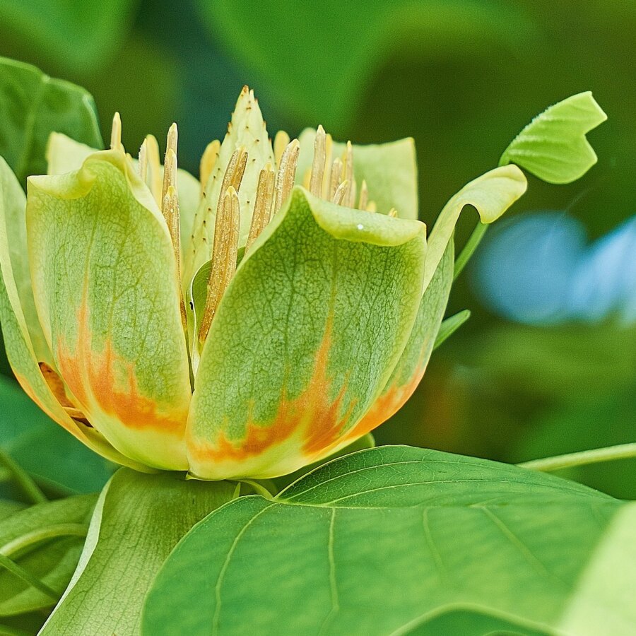 Albero dei Tulipani liriodendron tulipifera percorso olfattivo di Villa Reale di Marlia