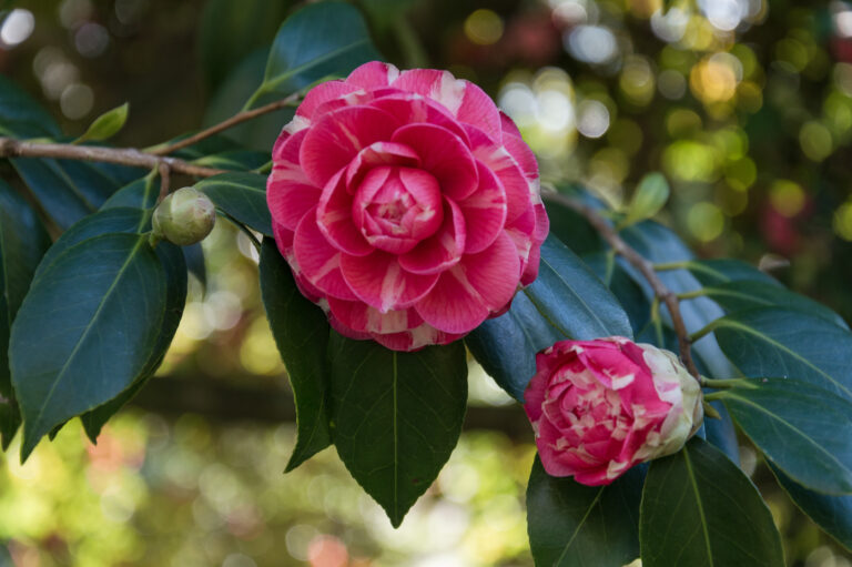 Camelia