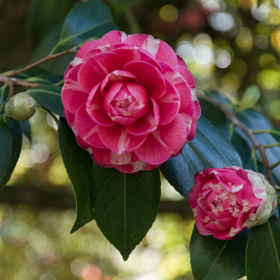 Camelia percorso olfattivo di Villa Reale di Marlia