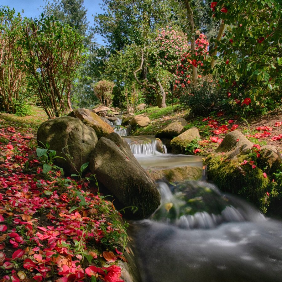 Foto di Davide Baldi_Ruscello sul viale delle camelie in fiore_Villa Reale di Marlia