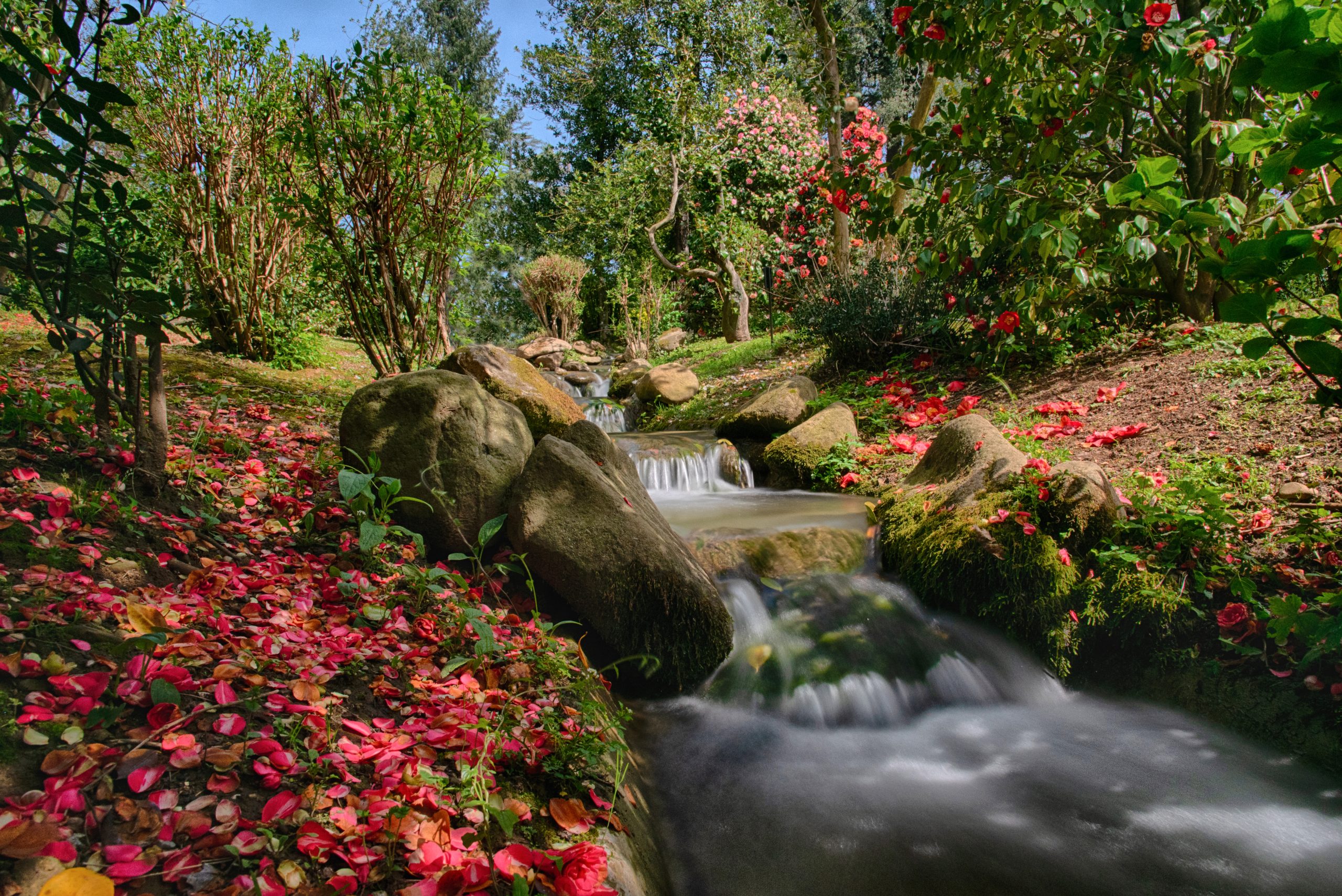 Foto di Davide Baldi_Ruscello sul viale delle camelie in fiore_Villa Reale di Marlia