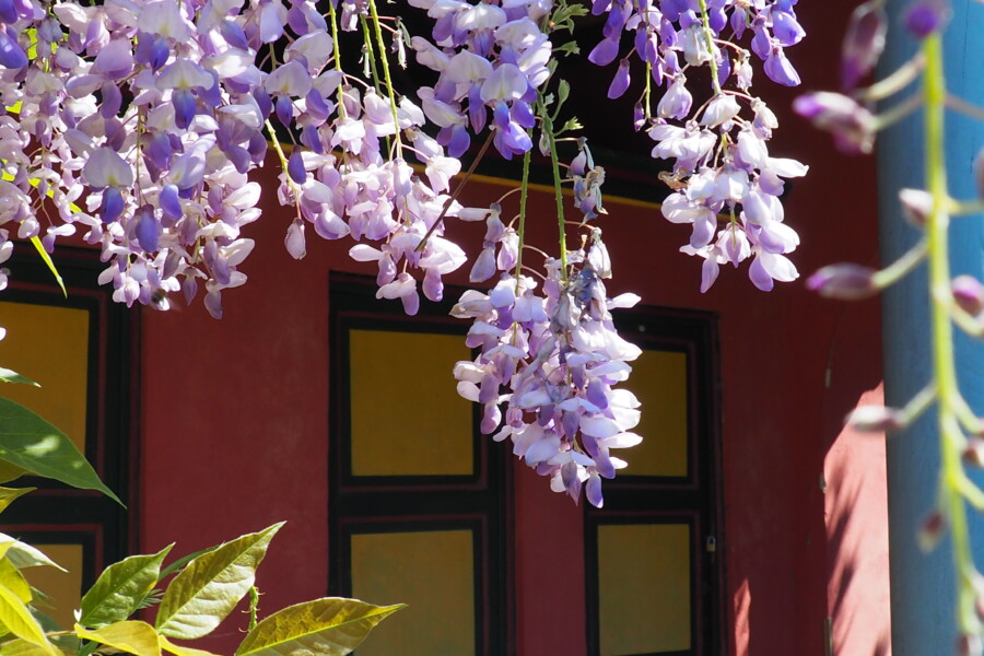 Glicine e ancora camelie: nuove fioriture