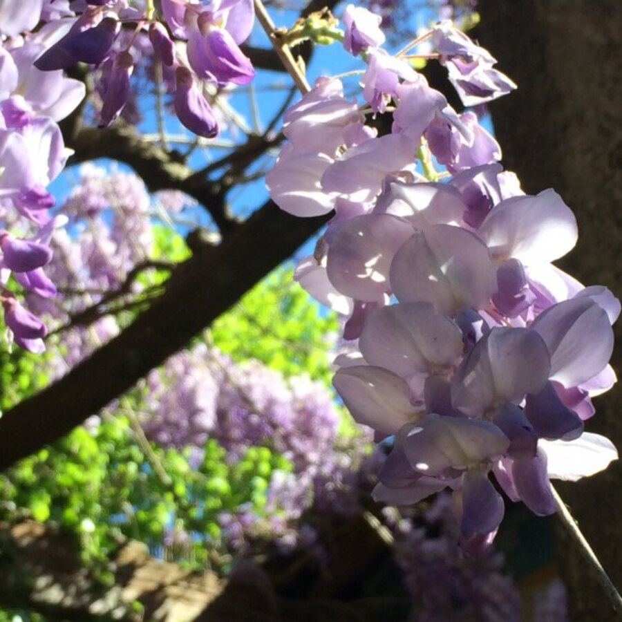 Glicine percorso olfattivo di Villa Reale di Marlia