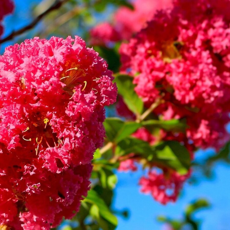 Lagestroemia percorso olfattivo di Villa Reale di Marlia