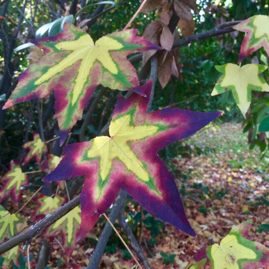 Liquidambar percorso olfattivo di Villa Reale di Marlia