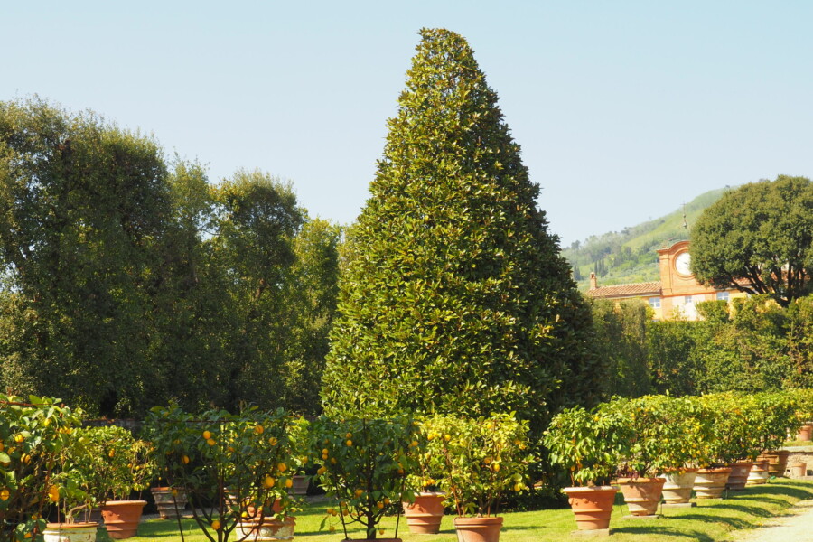 Giardino dei Limoni_Villa Reale di Marlia