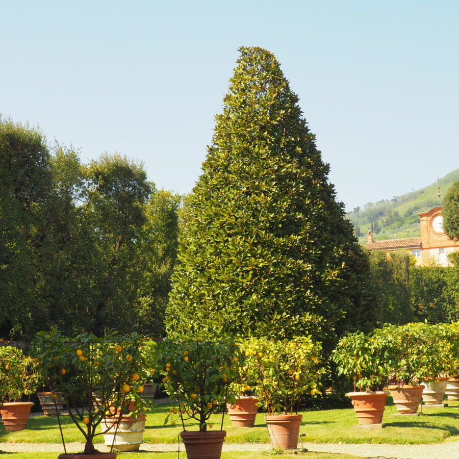 Giardino dei Limoni_Villa Reale di Marlia
