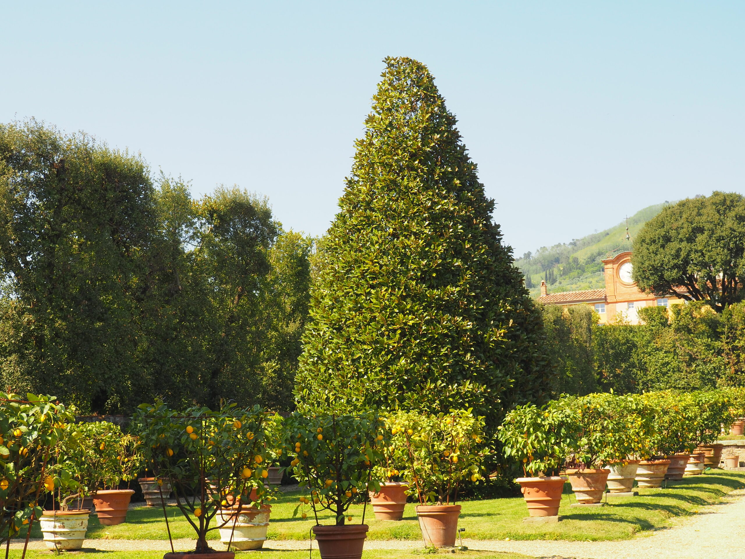 Giardino dei Limoni_Villa Reale di Marlia