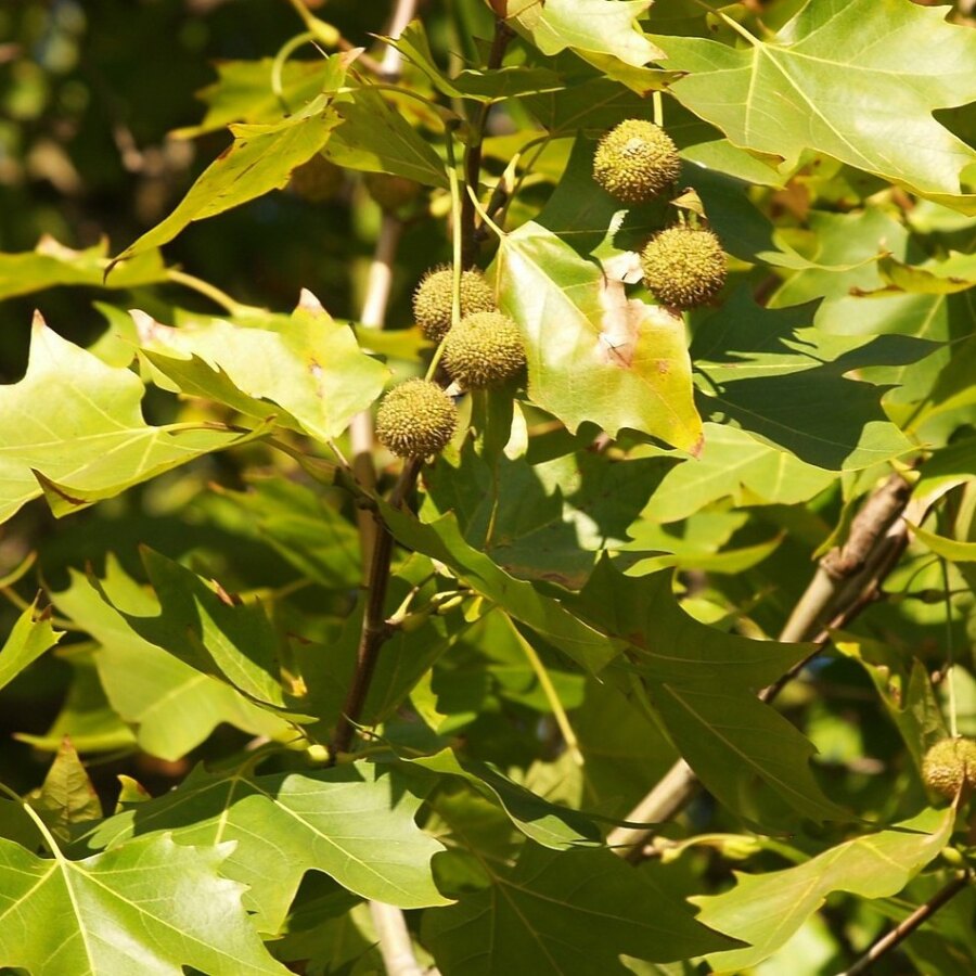 Platano percorso olfattivo di Villa Reale di Marlia
