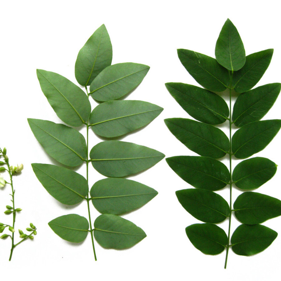 Sophora Japonica percorso olfattivo Villa Reale di Marlia lg