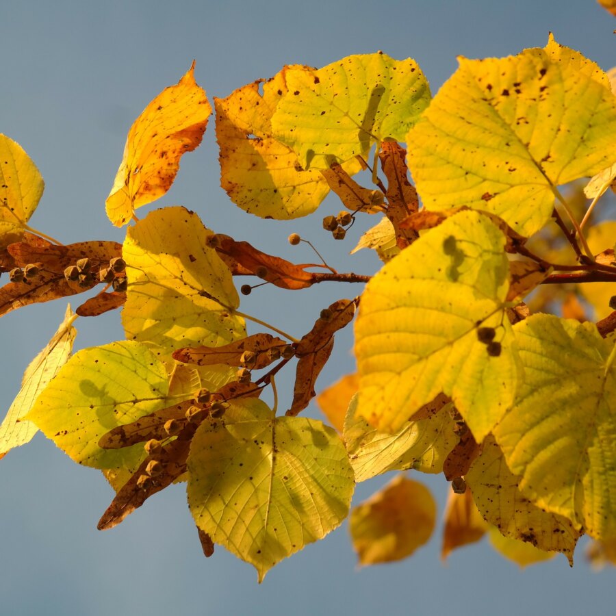 Tiglio percorso olfattivo di Villa Reale di Marlia