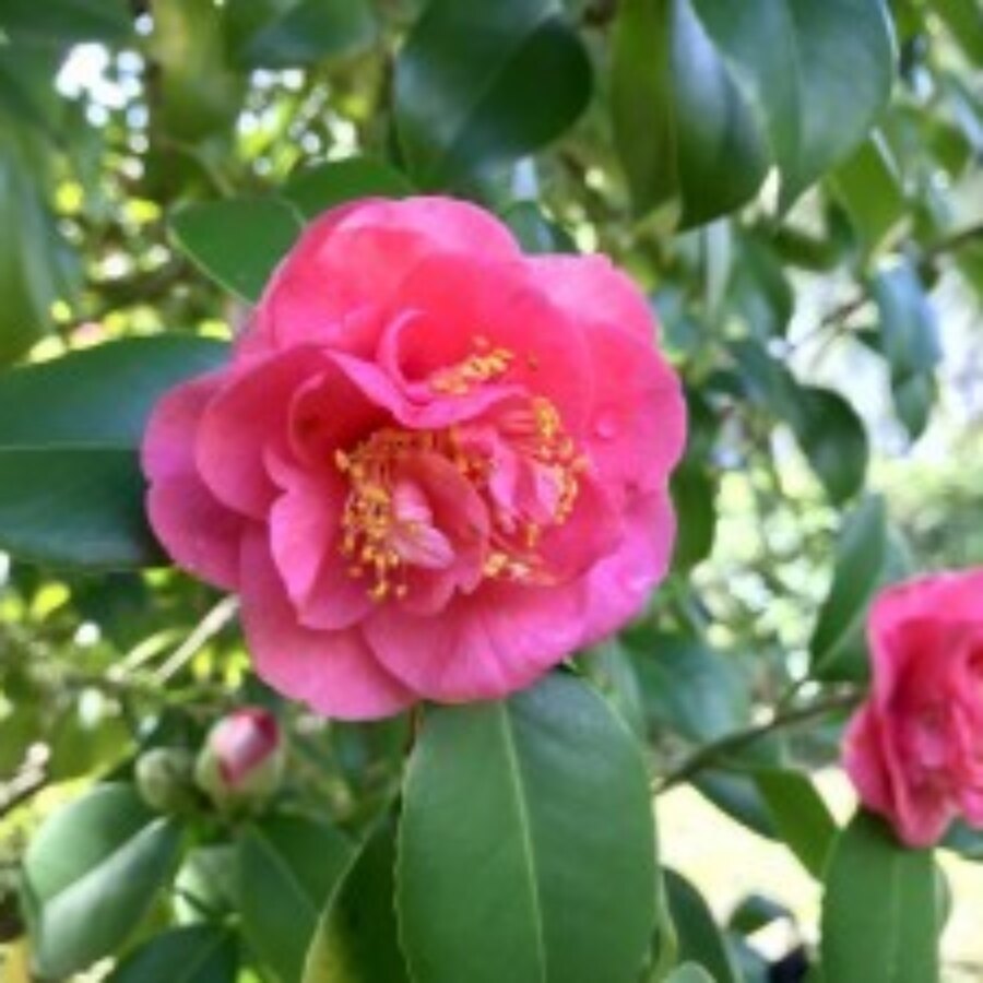 Camelie in fiore: marzo in Toscana