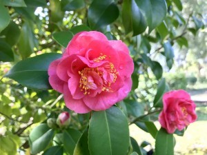 Camelie in fiore: marzo in Toscana